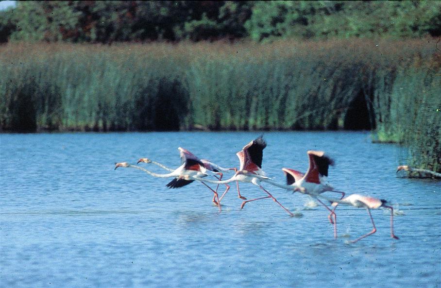 Parque Nacional de Doñana